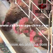 Large Scale Chicken Farm Chicken Cages For Layer Rearing